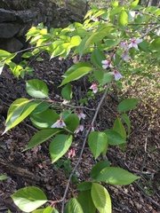Prunus × yedoensis, photograph author not stated, no rights reserved