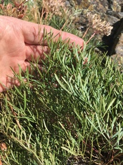 Lomatium laevigatum