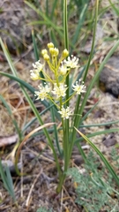 Toxicoscordion micranthum