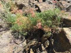Lomatium laevigatum