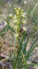 Toxicoscordion micranthum