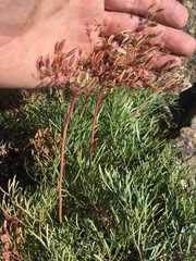 Lomatium laevigatum