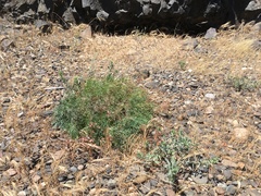 Lomatium laevigatum