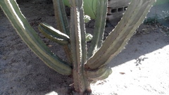 Myrtillocactus