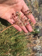 Lomatium laevigatum