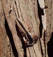 Holoplatys tasmanensis