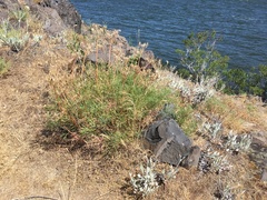 Lomatium laevigatum