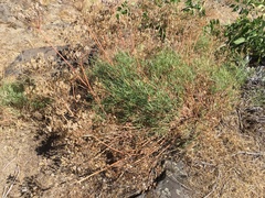 Lomatium laevigatum