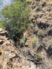 Lomatium laevigatum