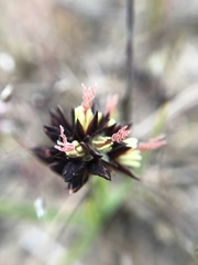 Juncus lesueurii