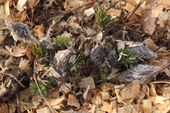 Pulsatilla campanella