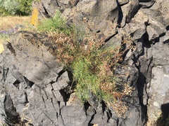 Lomatium laevigatum