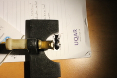 Pterostichus rostratus