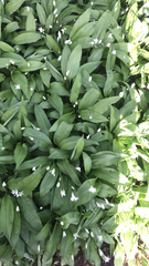 Allium ursinum