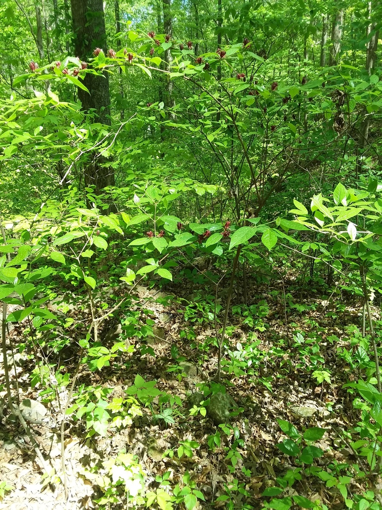 Carolina sweetshrub from Marion, Tennessee, United States on April 21 ...