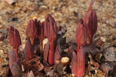 Paeonia obovata