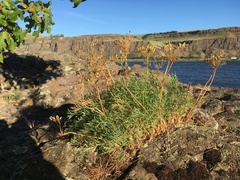 Lomatium laevigatum