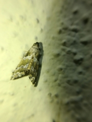 Abablemma bilineata