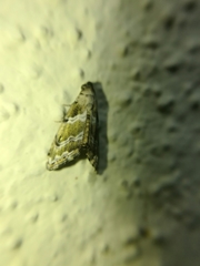Abablemma bilineata