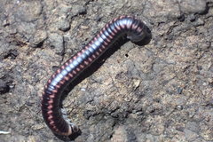 Spirobolellus antipodarus