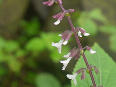 Orthosiphon rubicundus