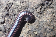 Spirobolellus antipodarus