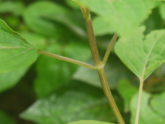 Orthosiphon rubicundus