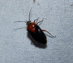 Neocapsus