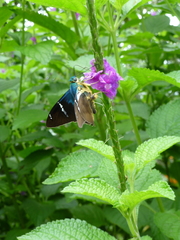 Astraptes