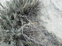 Tillandsia disticha