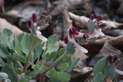 Corydalis ledebouriana
