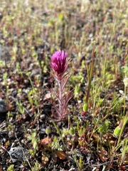 Castilleja exserta