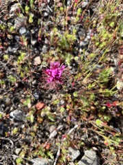 Castilleja exserta