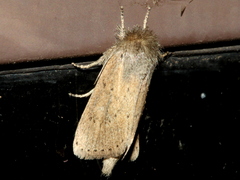 Bathytricha truncata