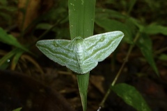 Dyspteris vecinaria