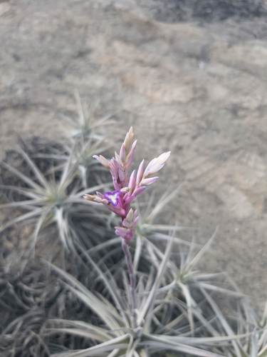 Tillandsia purpurea (Tillandsia purpurea)