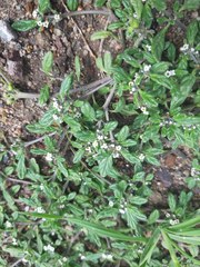 Heliotropium microstachyum