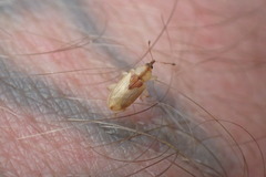 Peristoreus trilobus