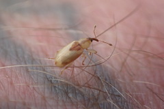 Peristoreus trilobus