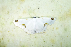 Sericoptera mahometaria image