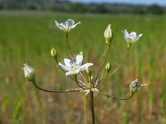Triteleia lilacina