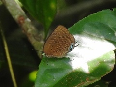 Arhopala lurida