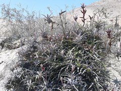 Tillandsia latifolia