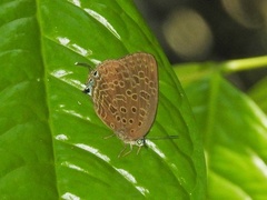 Arhopala aedias