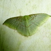 Tachyphyle undilineata - Photo (c) jmtobin6975, alguns direitos reservados (CC BY-NC-ND), uploaded by jmtobin6975