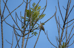 Phyllomyias fasciatus