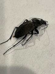 Carabus vinctus