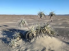 Tillandsia latifolia