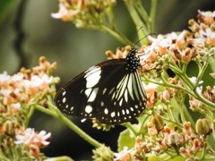 Euploea radamanthus