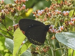 Euploea modesta
